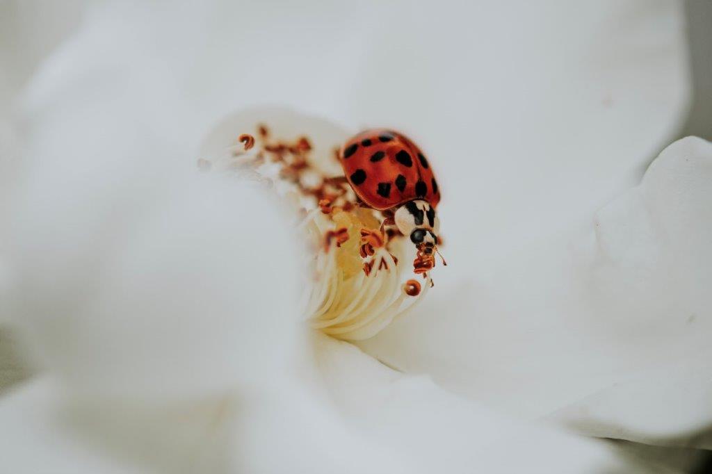 © Michaela Fürlinger